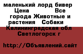 маленький лорд бивер › Цена ­ 10 000 - Все города Животные и растения » Собаки   . Калининградская обл.,Светлогорск г.